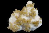 Yellow Calcite On Scolecite (Zeolite) Sprays - Maharashtra, India #168718-2